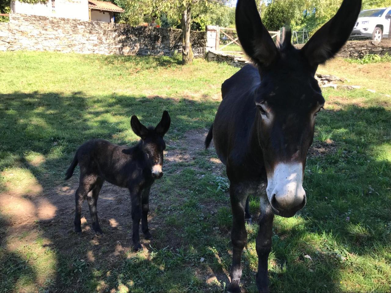 Il Ciliegio Selvatico Apartamento Verbania Exterior foto