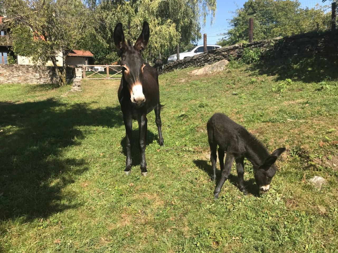 Il Ciliegio Selvatico Apartamento Verbania Exterior foto
