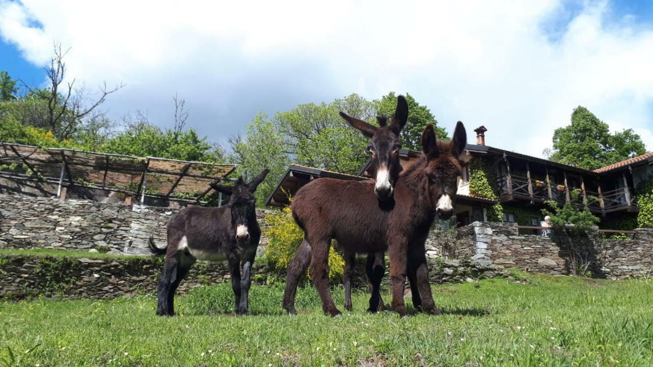 Il Ciliegio Selvatico Apartamento Verbania Exterior foto